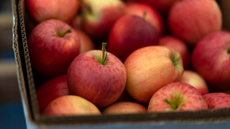 7 apple picking tips from the guy behind Apple Ratings