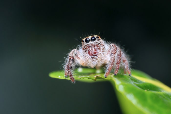 A look at Michigan spiders, which ones to keep as your house guest