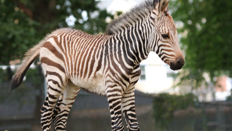 Franklin Park Zoo announces birth of baby zebra