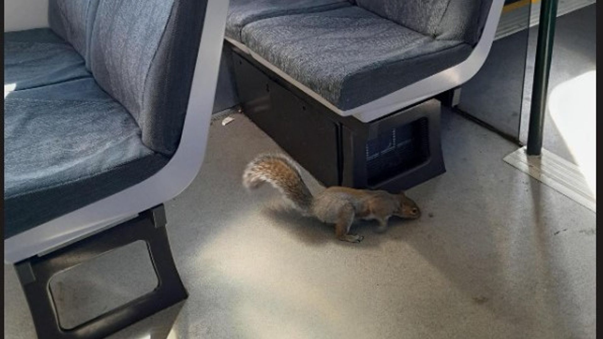 Gatwick train cancelled after squirrels board and ‘refuse to leave’