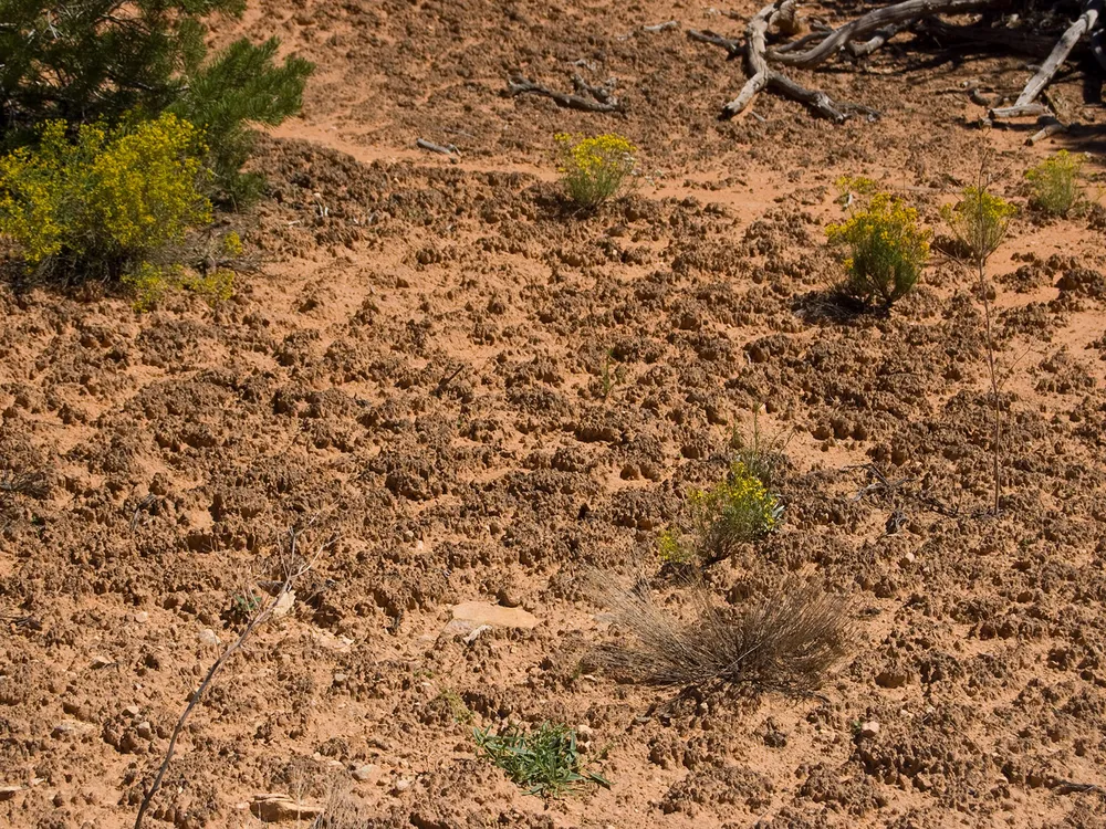 Inside the Effort to Save Earth’s Biocrusts