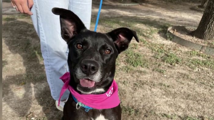 KPRC 2 Pet Project: Meet Tina, an exuberant lab full of excitement