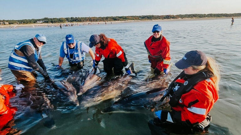 ‘Unprecedented’ number of bottlenose dolphins stranded on Cape